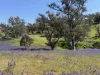 Lot 96 Horrocks Highway, Wilmington, SA 5485-Image