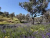 Lot 96 Horrocks Highway, Wilmington, SA 5485-Image