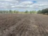 Lot 9678 Geraldton Mount Magnet Road, Wicherina, WA 6532-Image