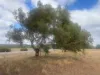 Lot 9678 Geraldton Mount Magnet Road, Wicherina, WA 6532-Image