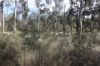 Lot A Forestry Road, Gurgeena QLD 4626-Image