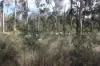 Lot A Forestry Road, Gurgeena QLD 4626-Image