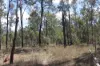 Lot A Forestry Road, Gurgeena QLD 4626-Image