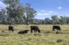Lot A2 Euroa-Strathbogie Road, Euroa, Vic 3666-Image