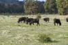 Lot A2 Euroa-Strathbogie Road, Euroa, Vic 3666-Image