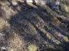 Lots 1& 2 Native Corners Road, Campania, Tas 7026-Image