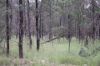 Lots 1 & N Yagaburne-, Boondandilla QLD 4406-Image