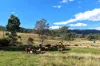 , Lower Cressbrook QLD 4313-Image