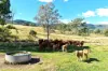, Lower Cressbrook QLD 4313-Image