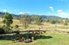 , Lower Cressbrook QLD 4313-Image