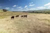 , Meadow Creek VIC 3678-Image