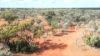 "Nardoo" Station/872 Davidson Road, Gunderbooka NSW 2840-Image