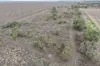Narella Park & The Block, Walgett, NSW 2832-Image
