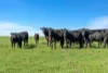Nine Mile Creek Road, Koroit VIC 3282-Image