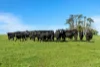 Nine Mile Creek Road, Koroit VIC 3282-Image