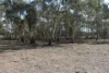 Old Boort Road, Woolshed Flat, Vic 3518-Image