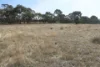 Old Boort Road, Woolshed Flat, Vic 3518-Image