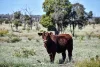 " Prairie", Augathella, Qld 4477-Image