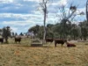 " Prairie", Augathella, Qld 4477-Image