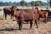 " Prairie", Augathella, Qld 4477-Image