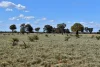 " Prairie", Augathella, Qld 4477-Image