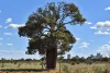 " Prairie", Augathella, Qld 4477-Image