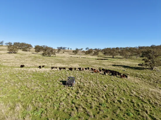 "Rangeview" 2541 Vinegaroy Road, Cassilis, NSW 2329