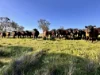 "Rangeview" 2541 Vinegaroy Road, Cassilis, NSW 2329-Image
