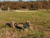 "Rangeview" 2541 Vinegaroy Road, Cassilis, NSW 2329-Image