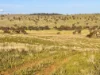 "Rangeview" 2541 Vinegaroy Road, Cassilis, NSW 2329-Image