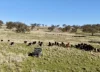 "Rangeview" 2541 Vinegaroy Road, Cassilis, NSW 2329-Image