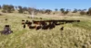 "Rangeview" 2541 Vinegaroy Road, Cassilis, NSW 2329-Image