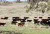"Rangeview" 2541 Vinegaroy Road, Cassilis, NSW 2329-Image