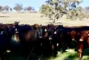 "Rangeview" 2541 Vinegaroy Road, Cassilis, NSW 2329-Image