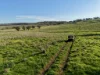 "Rangeview" 2541 Vinegaroy Road, Cassilis, NSW 2329-Image