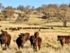 "Rangeview" 2541 Vinegaroy Road, Cassilis, NSW 2329-Image
