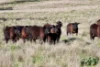 "Rangeview" 2541 Vinegaroy Road, Cassilis, NSW 2329-Image