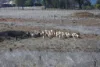 Renovo, Bingara, NSW 2404-Image