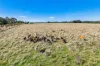 Riordans Road, Ballangeich, Vic 3279-Image