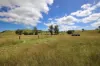 "Scrubview" Frawleys Road, Thangool QLD 4716-Image