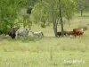 "Scrubview" Frawleys Road, Thangool QLD 4716-Image