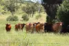 "Scrubview" Frawleys Road, Thangool QLD 4716-Image
