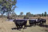 'Sparrows' Monto, Mount Perry QLD 4671-Image