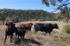 'Sparrows' Monto, Mount Perry QLD 4671-Image
