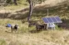"Spring Valley" 2707 Glen Barra Road, Manilla, NSW 2346-Image