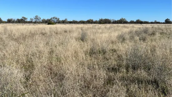 " Turn Turn & Wittenburra ", Eulo, Qld 4491