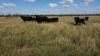 "Warrah Willah" 3245 Goodar Road, Goondiwindi QLD 4390-Image