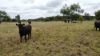 "Warrah Willah" 3245 Goodar Road, Goondiwindi QLD 4390-Image