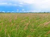 "Wavering Downs"/1467, Pasha QLD 4721-Image