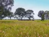 "Wavering Downs"/1467, Pasha QLD 4721-Image